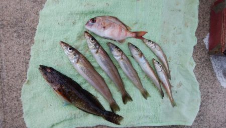 深場の福良でキス狙い