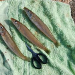 白灯台波止でキス狙い