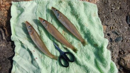 白灯台波止でキス狙い