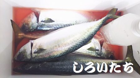 大サバを狙いに行きました。