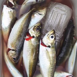 マイワシ見えるも、食べる気なし。