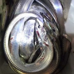 サイズもいいタチウオがよく釣れました。