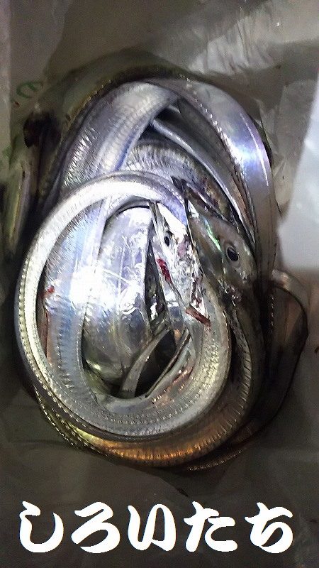 サイズもいいタチウオがよく釣れました。