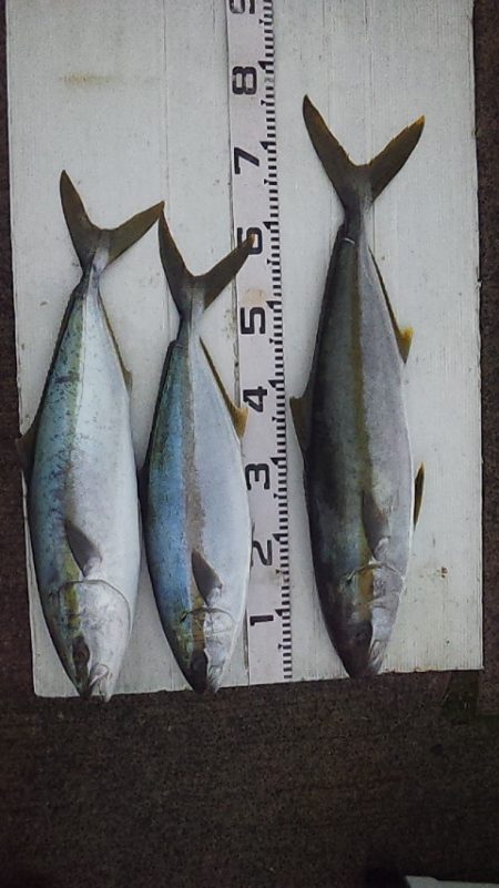 初釣行で良型ヒラマサ　ゲット～