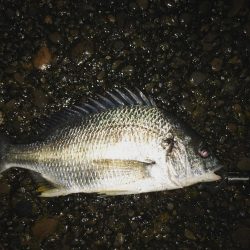 ライトゲーム ！！