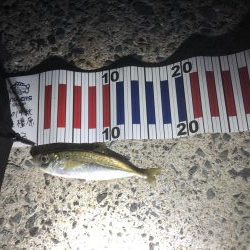 初フィッシング！