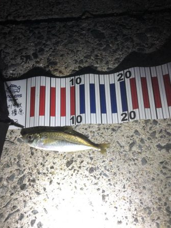 初フィッシング！