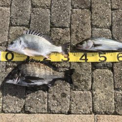 エビ撒き釣りは難しい