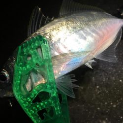 今週末もまた連日の淡路島!土曜日