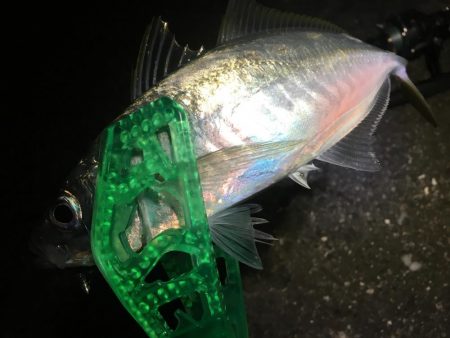 今週末もまた連日の淡路島!土曜日