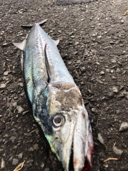 初めてのサーフ