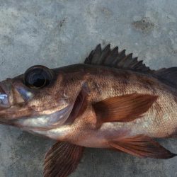 2月前だけど今年初の釣り