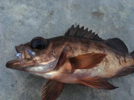 2月前だけど今年初の釣り