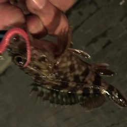 メバル が・・・