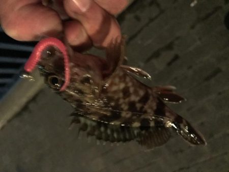 メバル が・・・