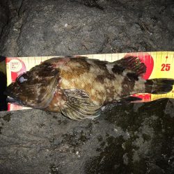 風裏ライトゲーム