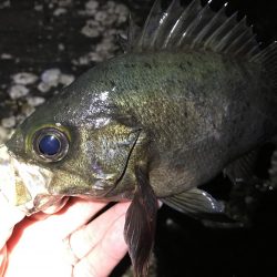 プラッキンアジ メバル