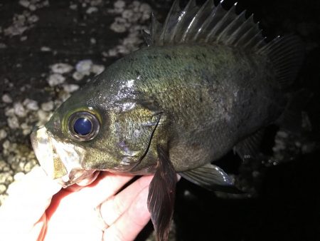 プラッキンアジ メバル