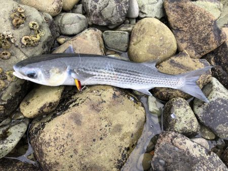 久しぶりの釣り
