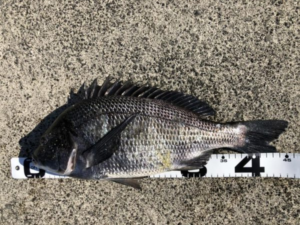 イチノ兄弟、釣果！