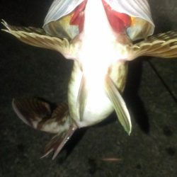 ガシラシーズンイン