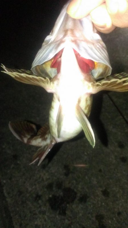 ガシラシーズンイン