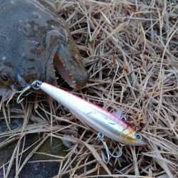 ヒラメゲット!!