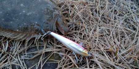 ヒラメゲット!!