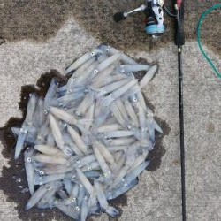 終盤デイヒイカ大爆発