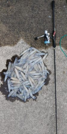 終盤デイヒイカ大爆発