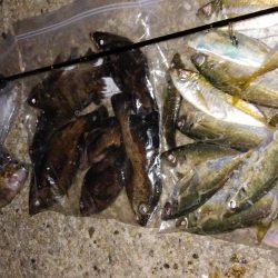 神明アジング&メバリング釣行