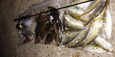 神明アジング&メバリング釣行