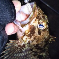 根魚に癒やされた