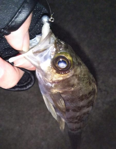 小さいサイズが多い