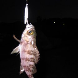 チビメバルとの戯れ