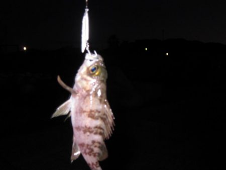 チビメバルとの戯れ