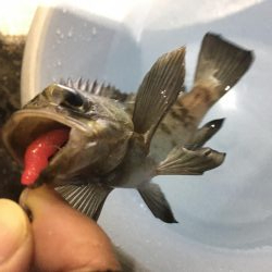 大満足の初釣行