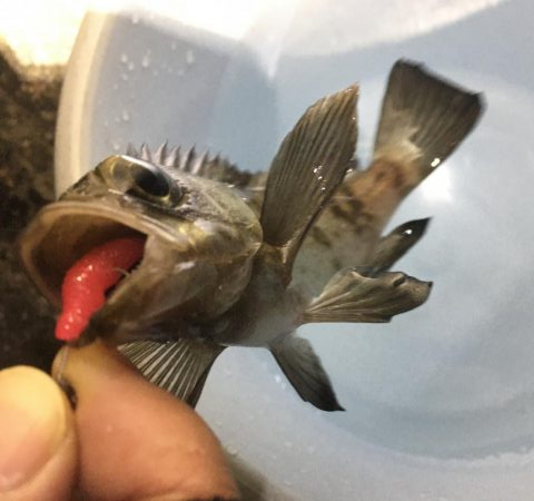 大満足の初釣行