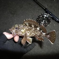 南港へち釣行 (2020/01/01 謹賀新年!南港ヘチ釣り ガシラ、真鯛(チャリコ) 釣果有り)