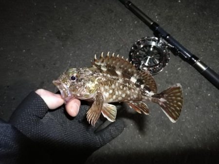 南港へち釣行 (2020/01/01 謹賀新年!南港ヘチ釣り ガシラ、真鯛(チャリコ) 釣果有り)