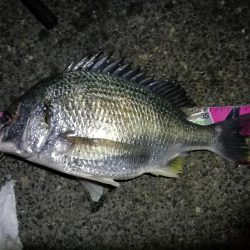 南港へち釣行 (2020/01/02 南港ヘチ釣り キビレ45cm メッキアジ ウミタナゴ 他 釣果有り)