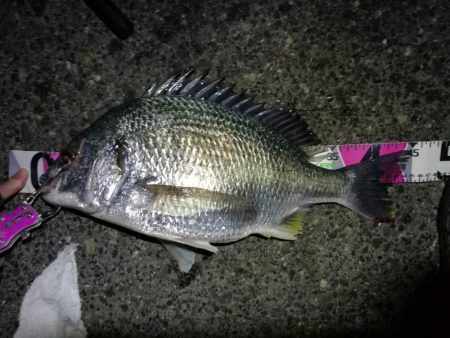 南港へち釣行 (2020/01/02 南港ヘチ釣り キビレ45cm メッキアジ ウミタナゴ 他 釣果有り)