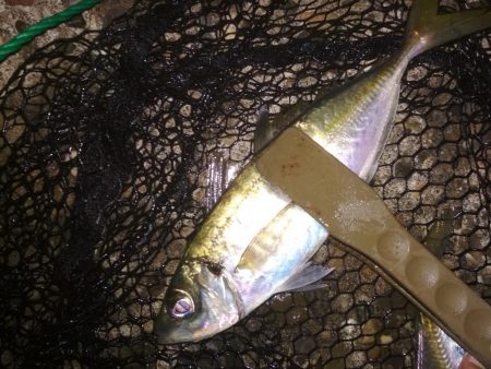 中あじ入れ喰い