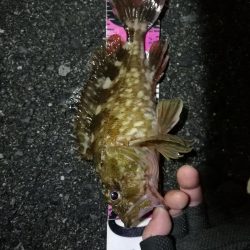 南港へち釣行 (2020/01/05 南港ヘチ釣り ガシラ、クロソイ 釣果有り)