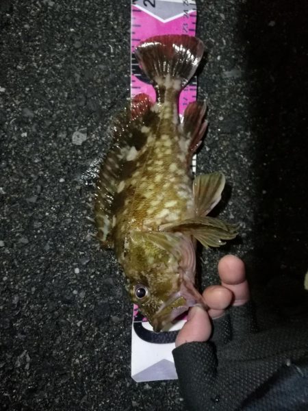 南港へち釣行 （2020/01/05 南港…