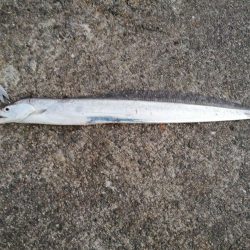 新年初釣りでドラゴンゲット!