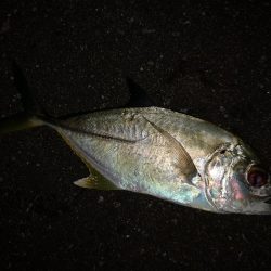 港でワーム、ギンガメアジ