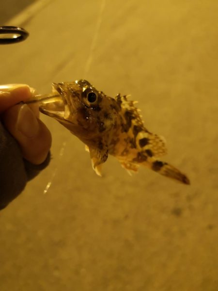 正月釣り納めに