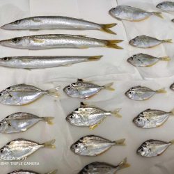 片瀬漁港でサビキ&フカセ釣り