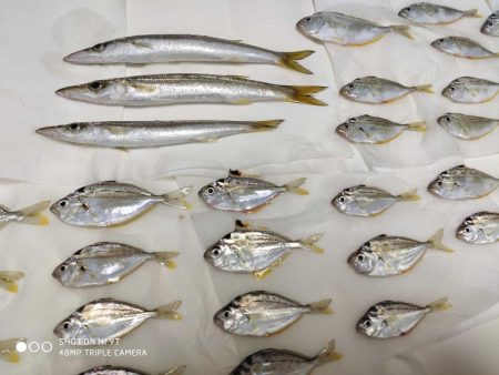 片瀬漁港でサビキ&フカセ釣り